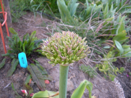 Allium Schubertii