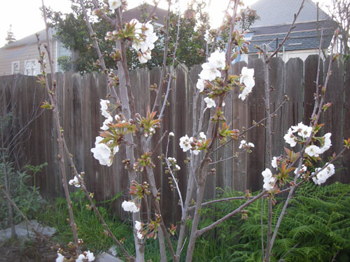 Cherry blossoms