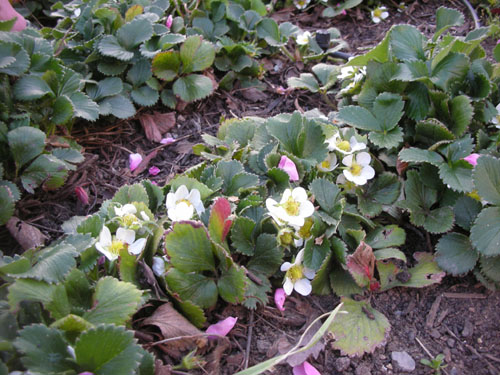 Getting ready for strawberries