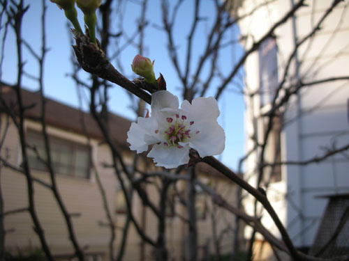 Asian pear blossom