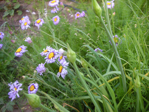 Allium and felicias