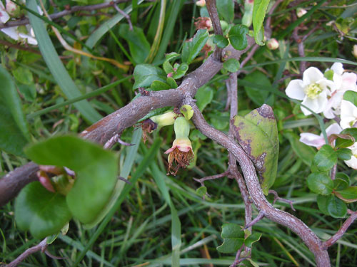 Flowering quince fruit