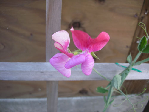 Volunteer sweet pea