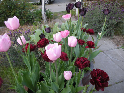 Tulip container