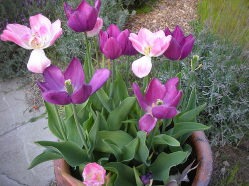 Tulip container