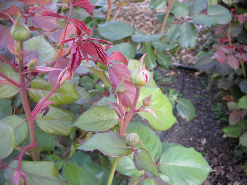 Rose buds