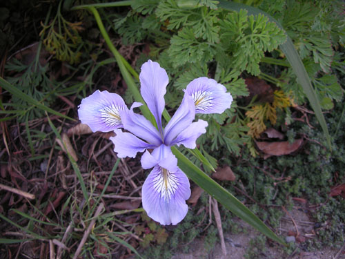 Douglas iris