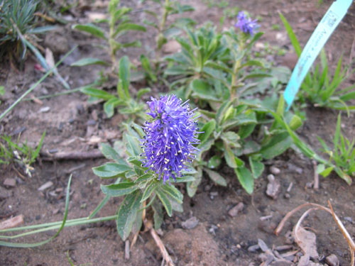 Veronica porphyriana