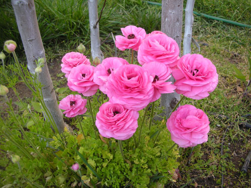 Ranunculus