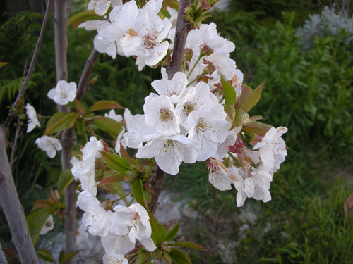 Cherry blossoms