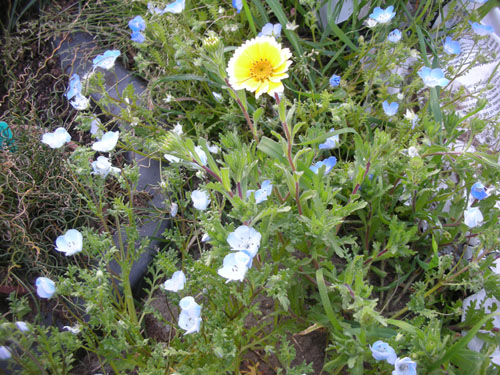 Layia platyglossa and Nemophilia menziesii