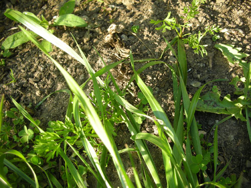 Baby carrots in the green house bed