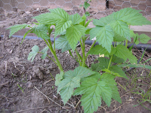 New raspberry canes