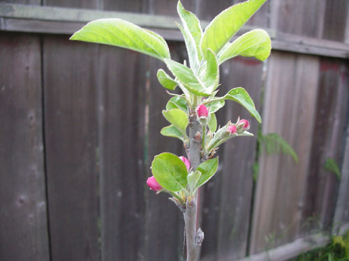 Apple buds