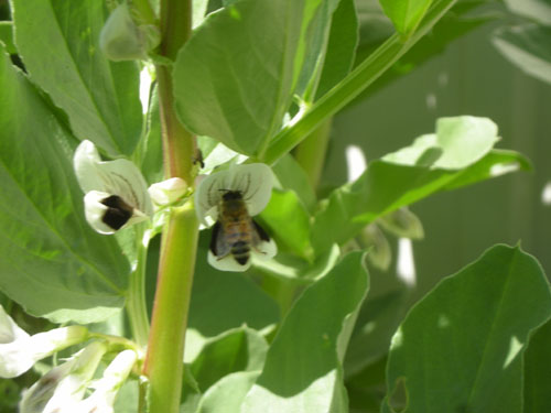 Bees in the fava beans