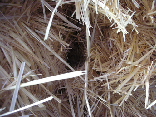 Rats in the straw