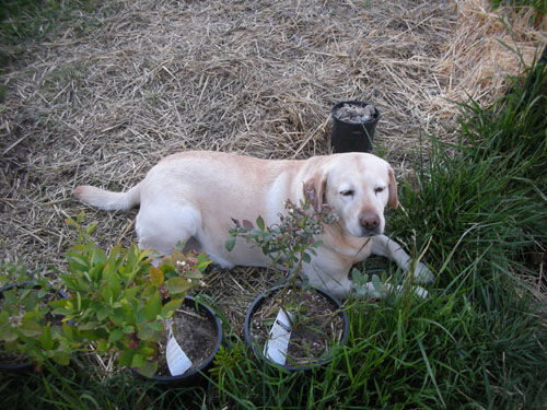 Goldie in the straw