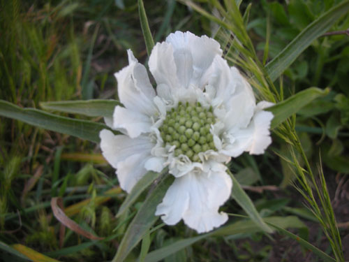 Scabiosa caucasica