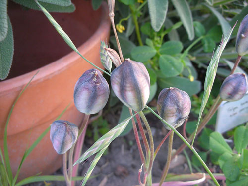 Species tulip seed pods
