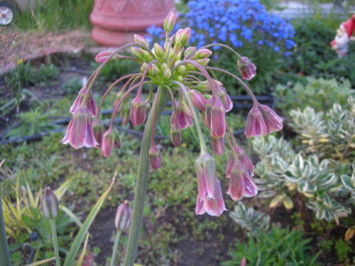 Nectaroscordium siculum