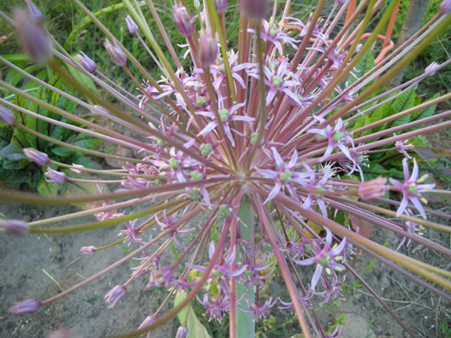 Allium schubertii