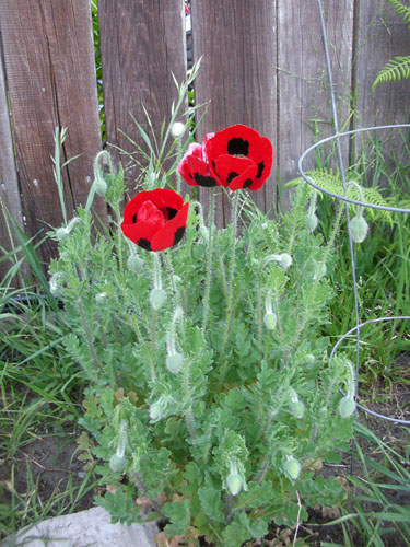 Ladybug poppies