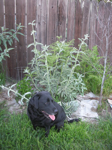 Rosie and the Salvia apiana