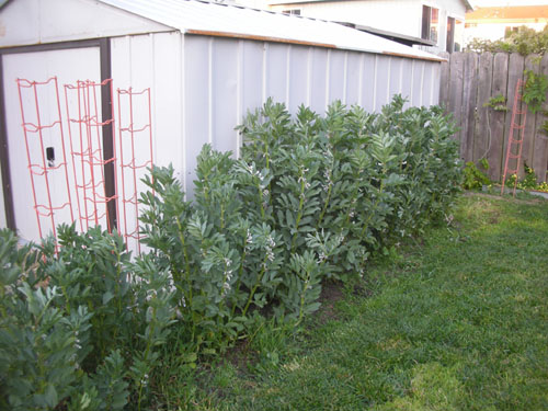 Fava beans growing beyond wildest expectations