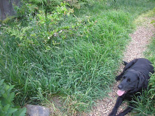 Rosie and the overgrown grass