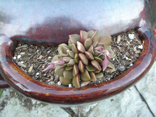 Little succulent from Home Depot preparing to bloom