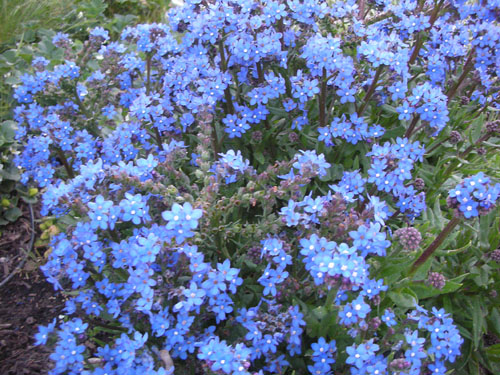 Anchusa capensis going mad