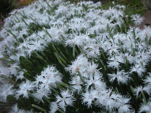 Dianthus in bloom