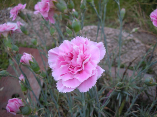 A pink dianthus