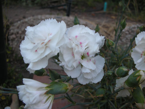 White dianthus with red hearts