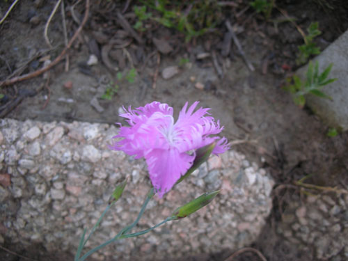 A volunteer dianthus (related to Firewitch)
