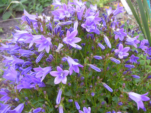 Trader Joe's campanula