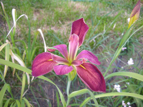 Iris nelsonii