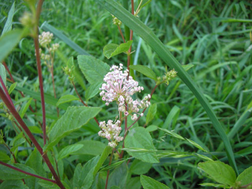 Ceanothus Marie Simon