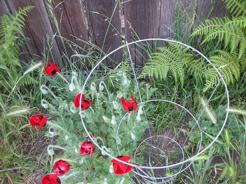 Ladybug poppies