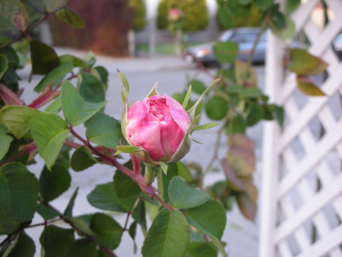 Rose bud