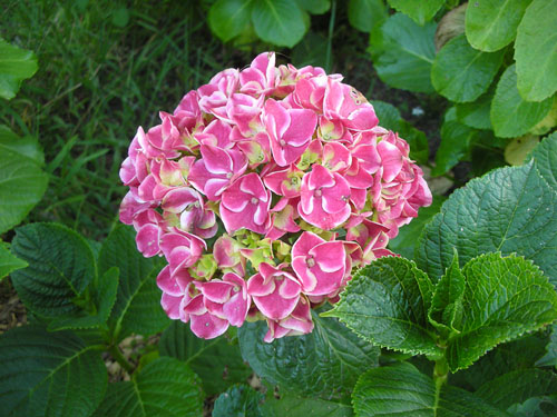 Harlequin hydrangea