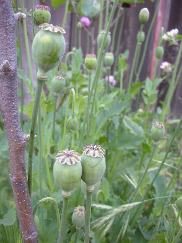 Poppies in the orchard