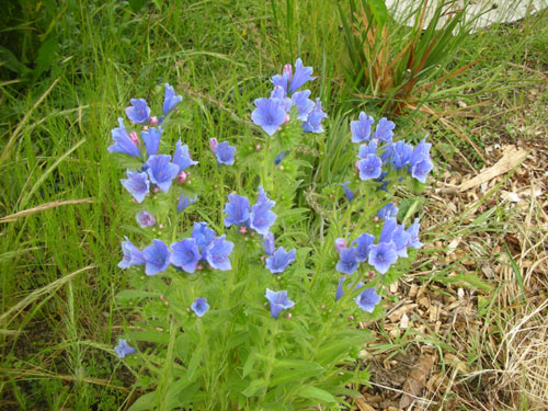 Echium plantagineum