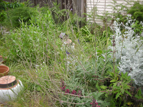 Overgrown salvias