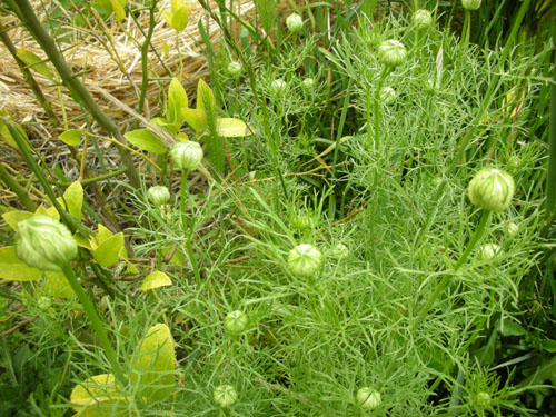 Nigella hispanica