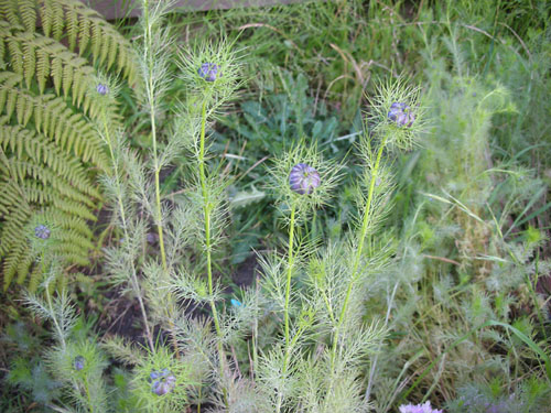 Nigella buds