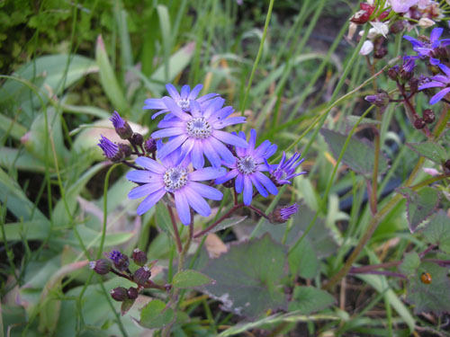 Senecio stellata