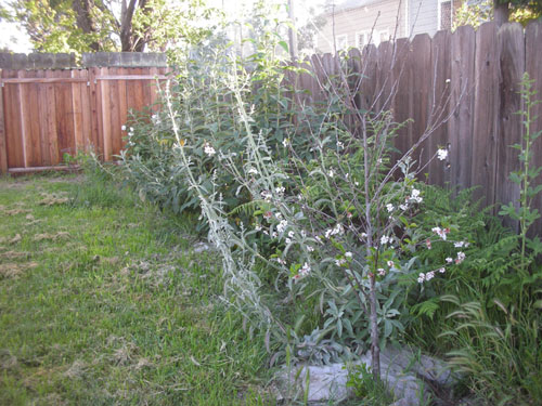 Along the fence with the sour cherry