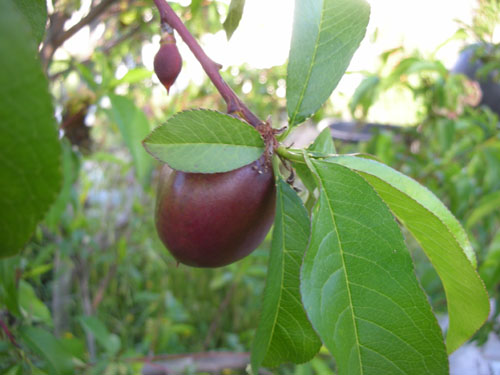 Baby nectarine