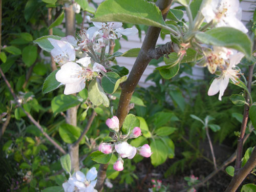 Apple blossoms